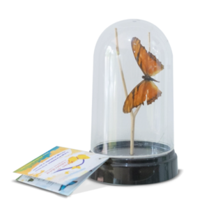 Campana Plástica Mediana x 2 mariposas