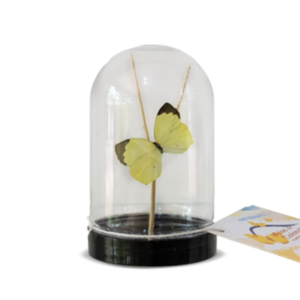 Campana Plástica de Mariposas Pequeña