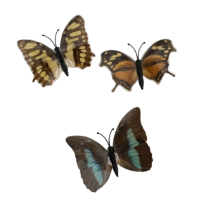 Imanes de Mariposas