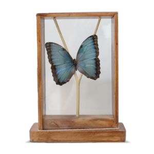 Marco de Madera Mariposa Morpho