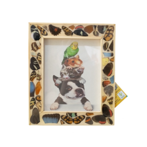 Portaretratos de Mariposas