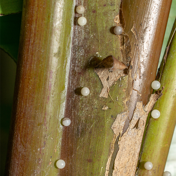 Huevos-caligo-alas-de-colombia-mariposas