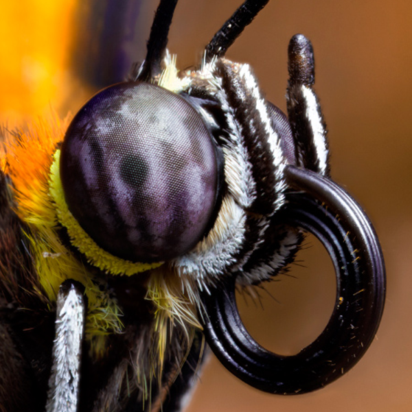 cabeza-de-mariposa-alas-de-colombia-mariposas